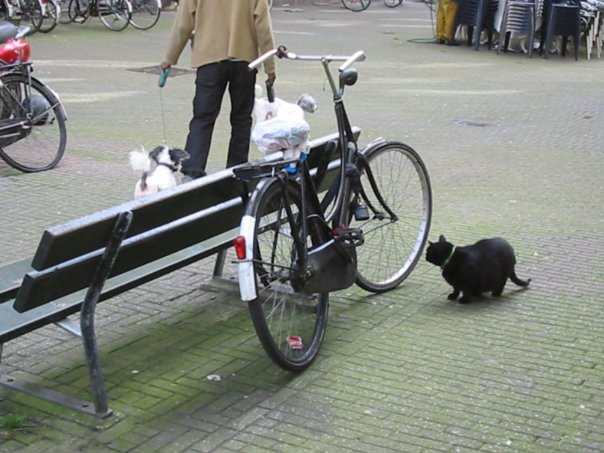 cicaélet amsterdamban
